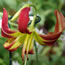 Hemerocallis A Little Fire, Scarecrow